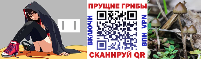 Псилоцибиновые грибы Psilocybine cubensis  где продают наркотики  Минусинск 